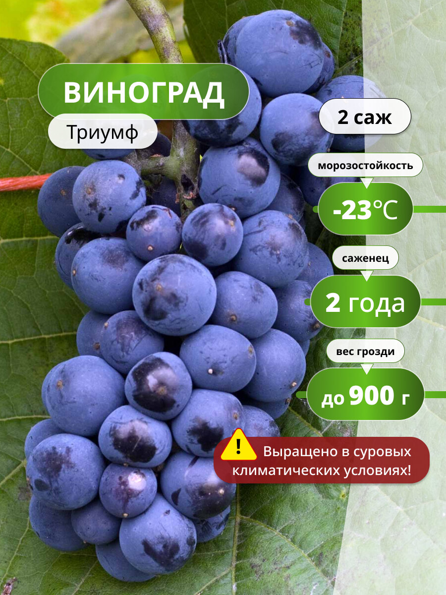 Виноград Триумф морозоустойчивый  ранний2 саженца сладкий