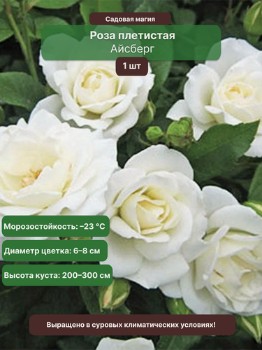 Изображение товара Роза плетистая "Айсберг", белая, многолетняя, 1 саженец, ЗКС, 1.5 г, до 50см