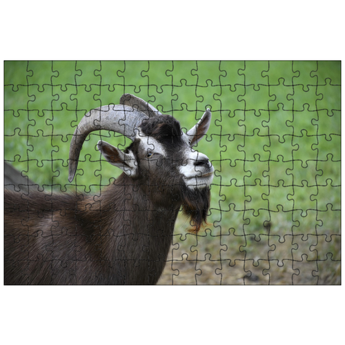 фото Магнитный пазл 27x18см."козел, рога, домашний скот" на холодильник lotsprints