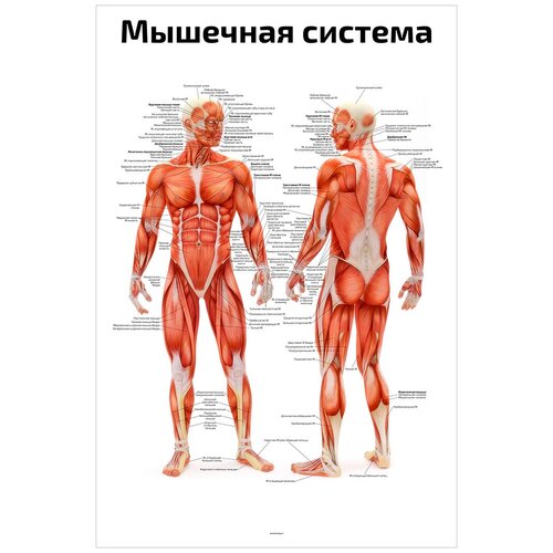 Плакат А2 ламинир. Мышечная система человека анатомический плакат NEW 457x610 мм