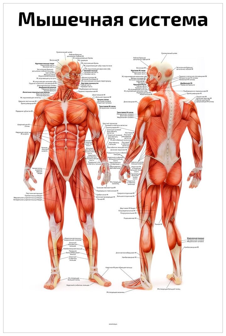 Плакат А2 ламинир. Мышечная система человека анатомический плакат NEW 457x610 мм