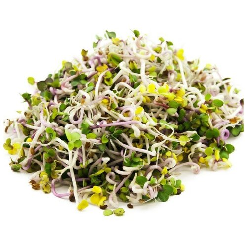 Микс Цветной редис семена для проращивания микрозелени, 100г