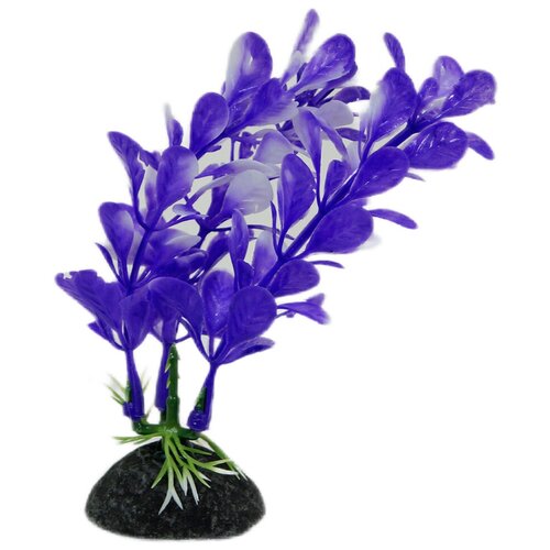 Растение Triton фиолетовое, 10 см
