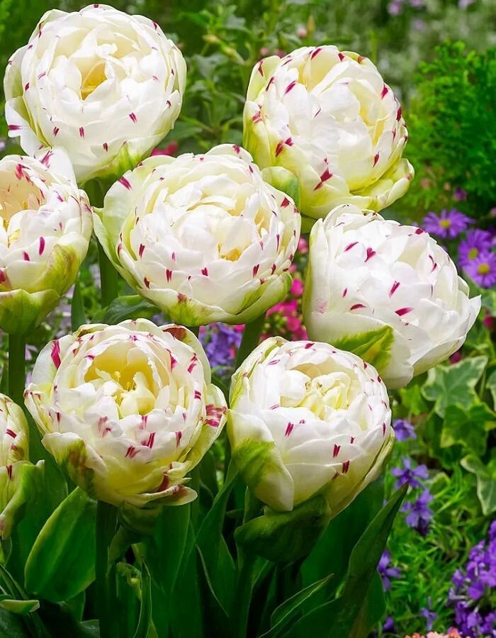 Луковичные цветы Тюльпан Dance Line 5 шт - фотография № 5