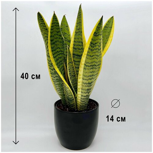 Сансевиерия Лауренти в керамическом черном кашпо, высота композиции 35-45 см
