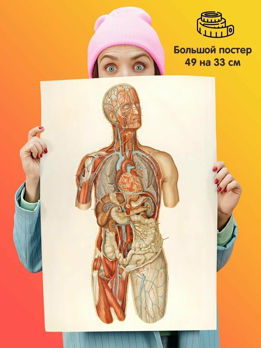 Постер Анатомия человека Сосудистая система