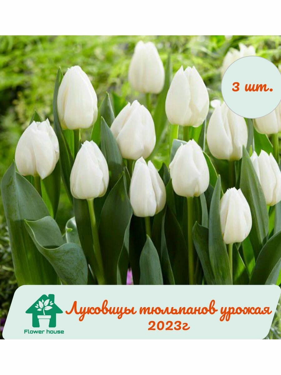 Луковицы тюльпанов White Prince 3 шт. фракция 12/+ - фотография № 1