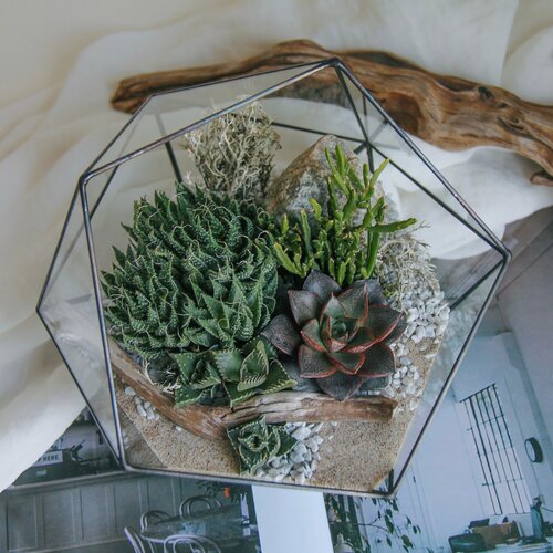 Флорариум с теневыносливыми суккулентами Север от SEVERINSIDE