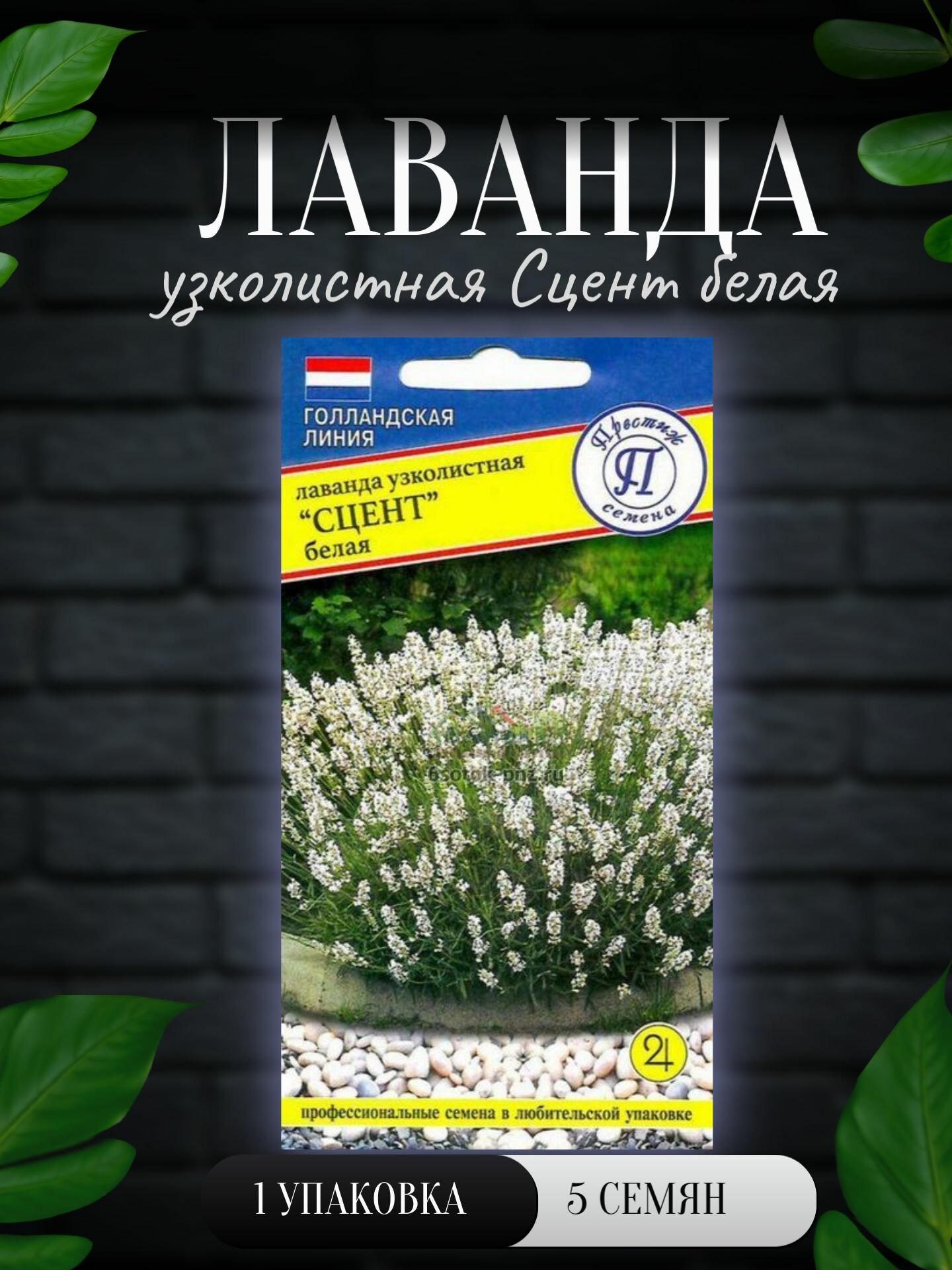 Лаванда узколистная Сцент белая 5 семян /Престиж