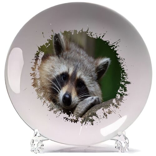 фото Тарелка енот лежит на ветке coolpodarok