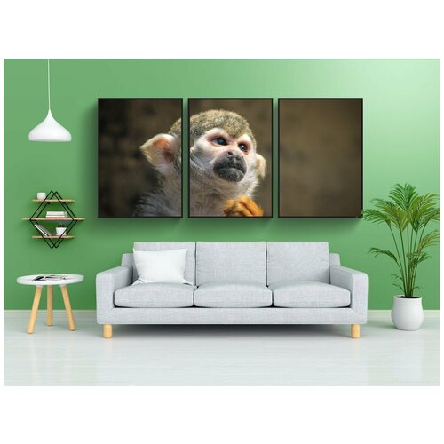 фото Набор модулных постеров для интерьера "обезьяна, маки, тамарин" 60x90 см. в тубусе, без рамки lotsprints