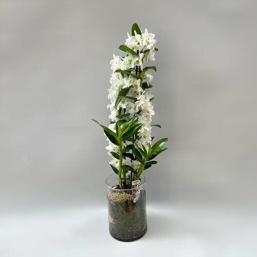 Орхидея дендробиум в стеклянном кашпо