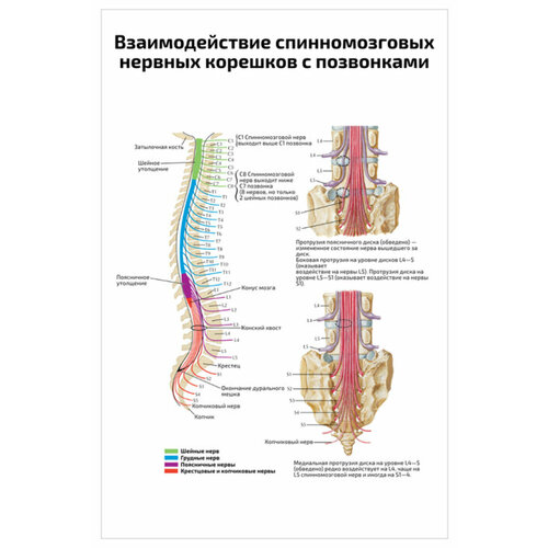 Плакат Квинг Взаимодействие спинномозговых нервных корешков с позвонками — медицинский плакат 457×610 мм ≈ (А2)