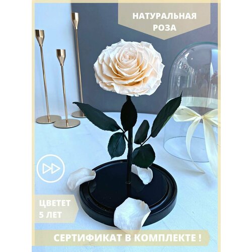 Роза в колбе Bonita 26 см Стабилизированные живые цветы