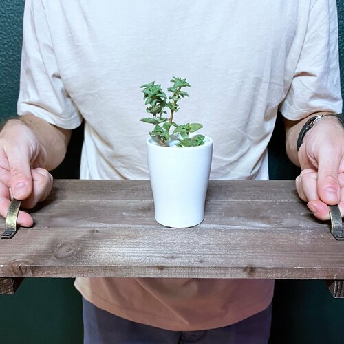 Крассула в белом кашпо