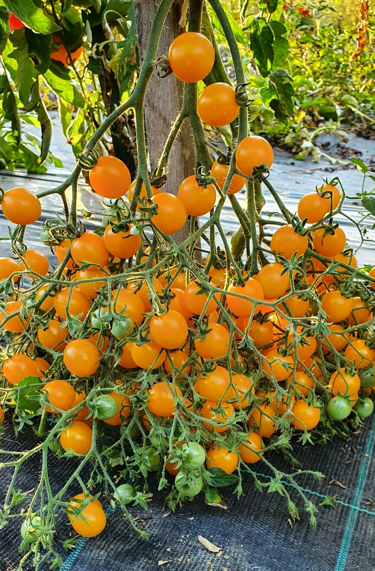 Семена Томата желтый кварц мультифлора (Yellow Quartz) / Seeds And Goods / в пакетике zip-lock без полиграфии 15 семян