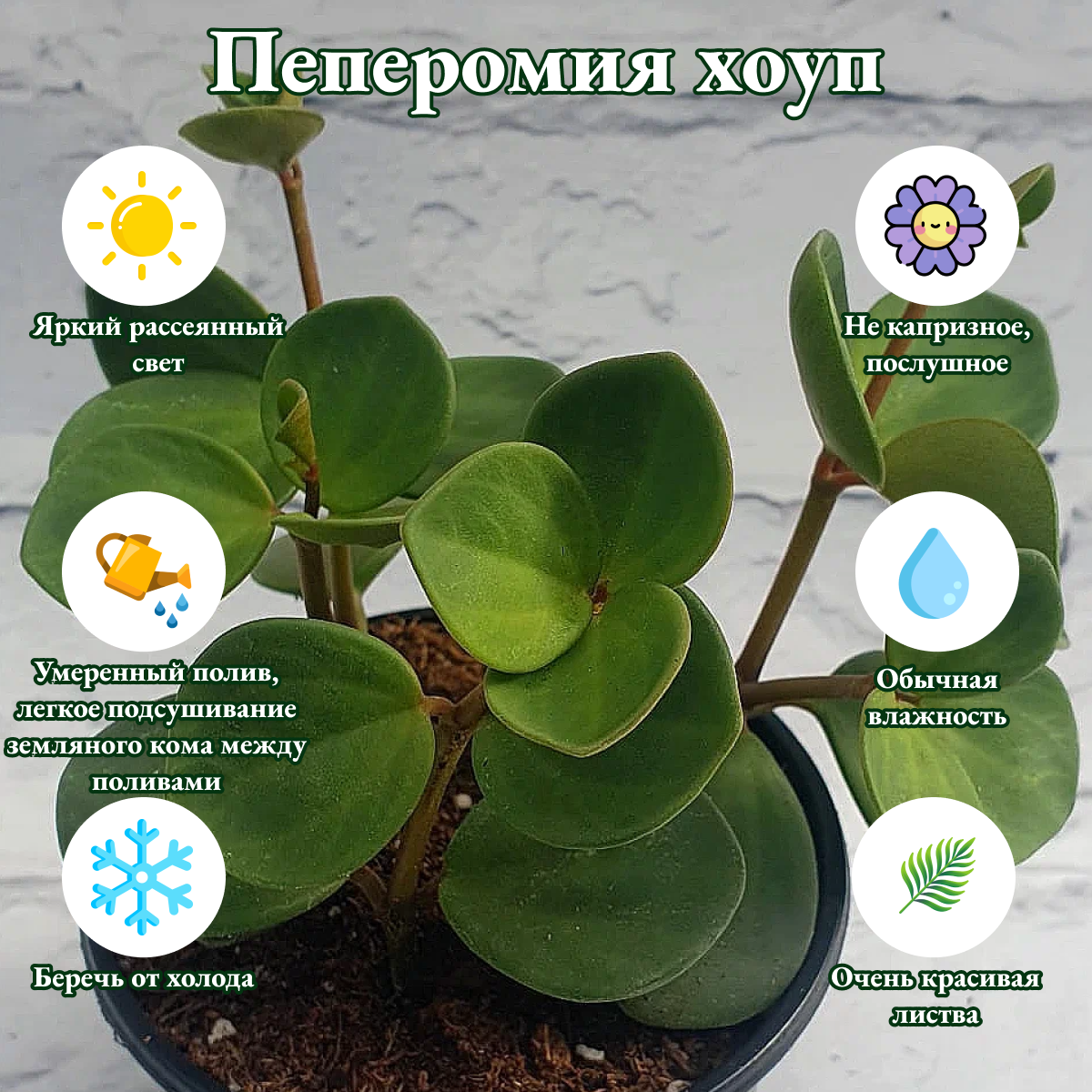 Пеперомия хоуп живое растение, диаметр горшка 8 см, комнатные растения живые, цветы в горшках живые, комнатные цветы