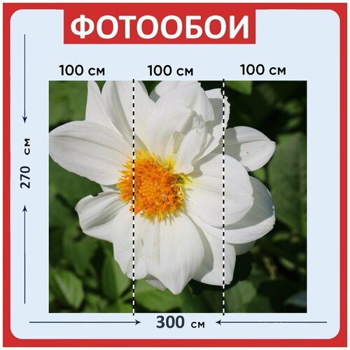 Фотообои Цветок белый чертово золото 300x270 см флизелиновыена стену 3950₽