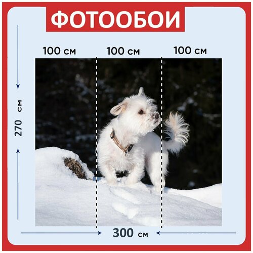 Фотообои Собака белый зима 300x270 см флизелиновыена стену 3970₽