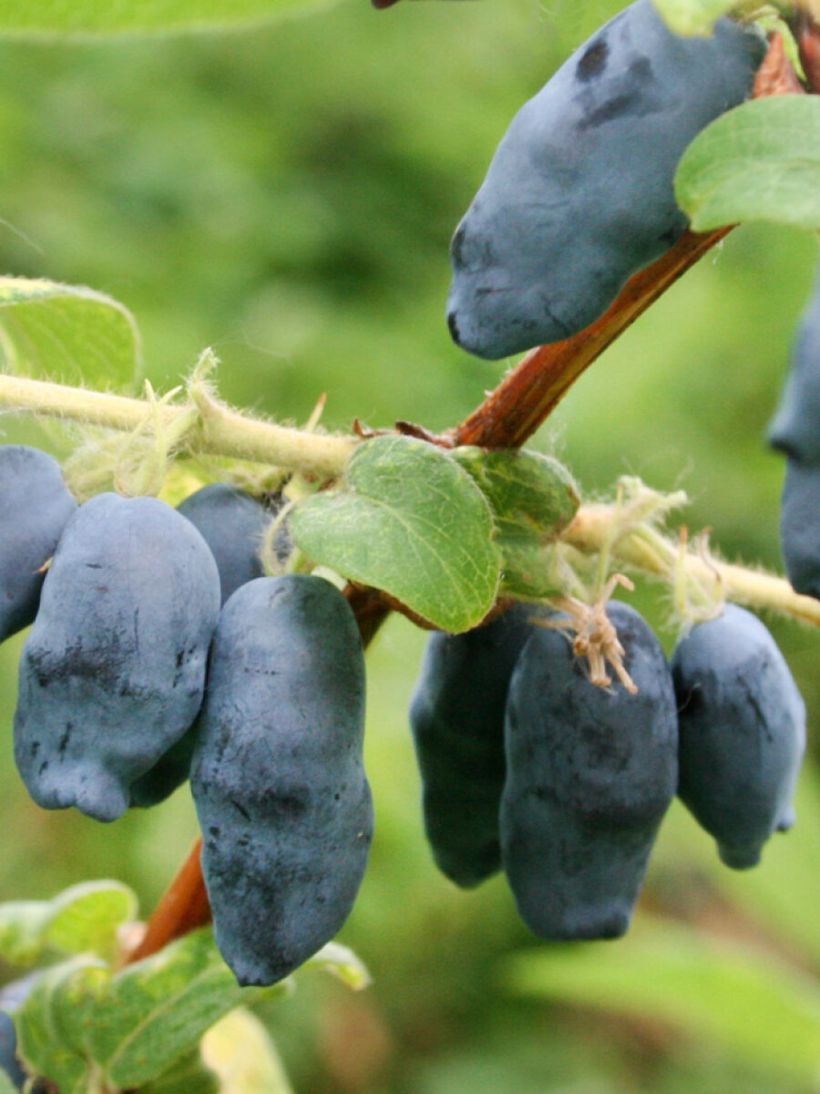 Жимолость "Аврора" многолетник плодовые растения ЗКС для всех регионов