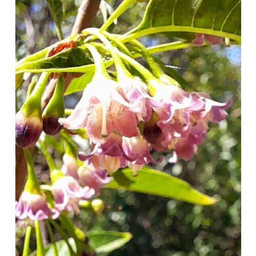 Вассобия (лат. Vassobia breviflora) семена 10шт