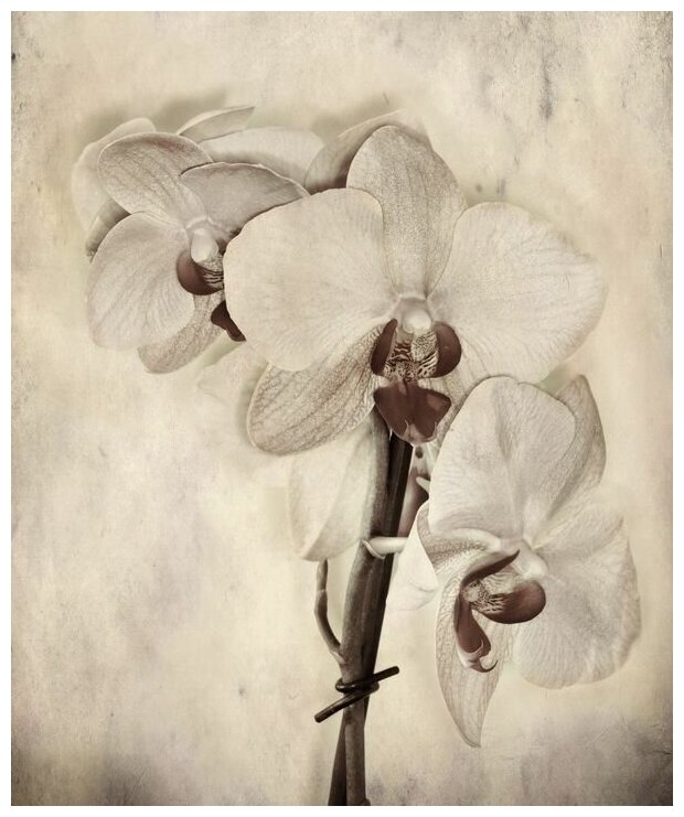 Постер на холсте Орхидеи (Orchids) №2 30см. x 36см.