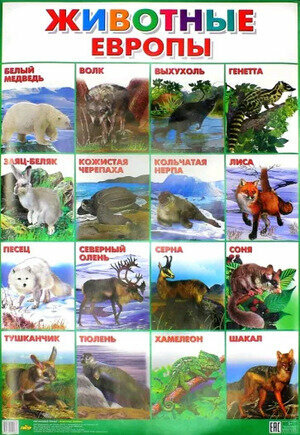 _Плакат(Литур) Животные Европа (560*780)