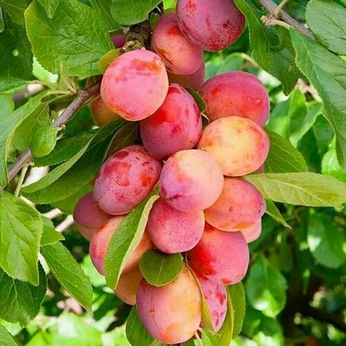 Алыча красноплодная (лат. Prunus cerasifera) семена 5шт + подарочек