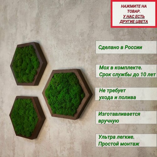 Соты со стабилизированным мхом (ягель), 3 штуки, венге