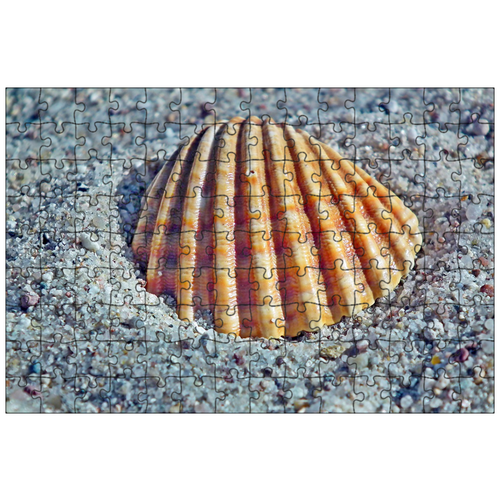 фото Магнитный пазл 27x18см."морская раковина, песок, океан" на холодильник lotsprints