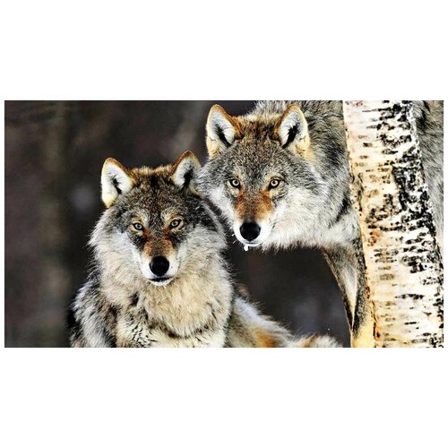 Алмазная мозаика Пара волков 40x50 см.