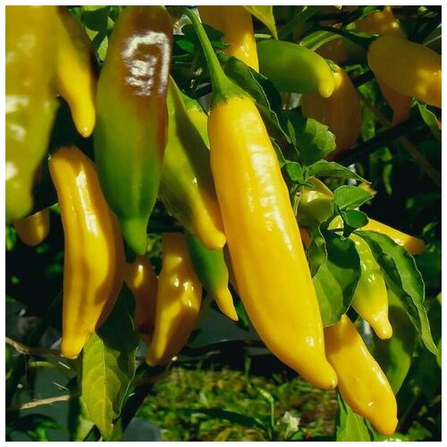 Семена Орешка Перец острый Aji Lemon 5 шт. острый перец семена aji chombo ахи чомбо