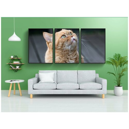 фото Набор модулных постеров для интерьера "кошка, британская короткошерстная кошка, морда кошки" 60x90 см. в тубусе, без рамки lotsprints
