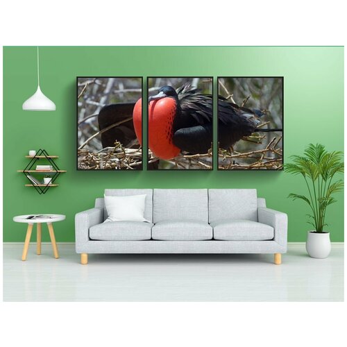 фото Набор модулных постеров для интерьера "большой фрегат, птица, красная грудь" 60x90 см. в тубусе, без рамки lotsprints