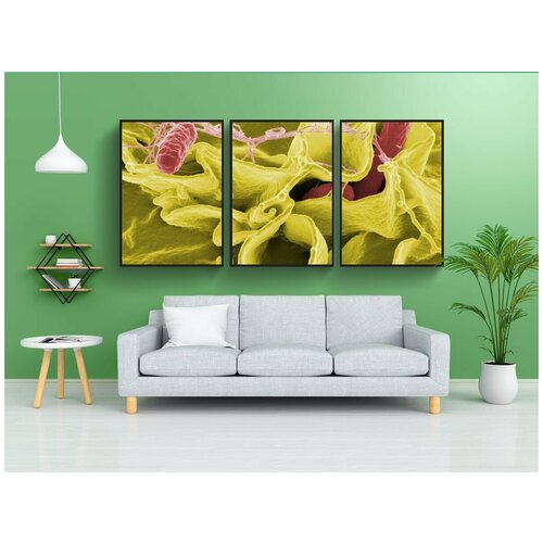 фото Набор модулных постеров для интерьера "бактерии, сальмонелла, патогены" 60x90 см. в тубусе, без рамки lotsprints