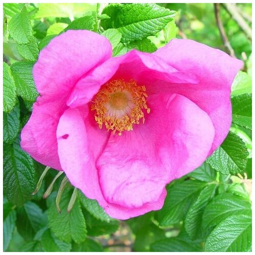 Семена Орешка Роза Ругоза крупноплодная 10 шт. роза ругоза помпон парфюм
