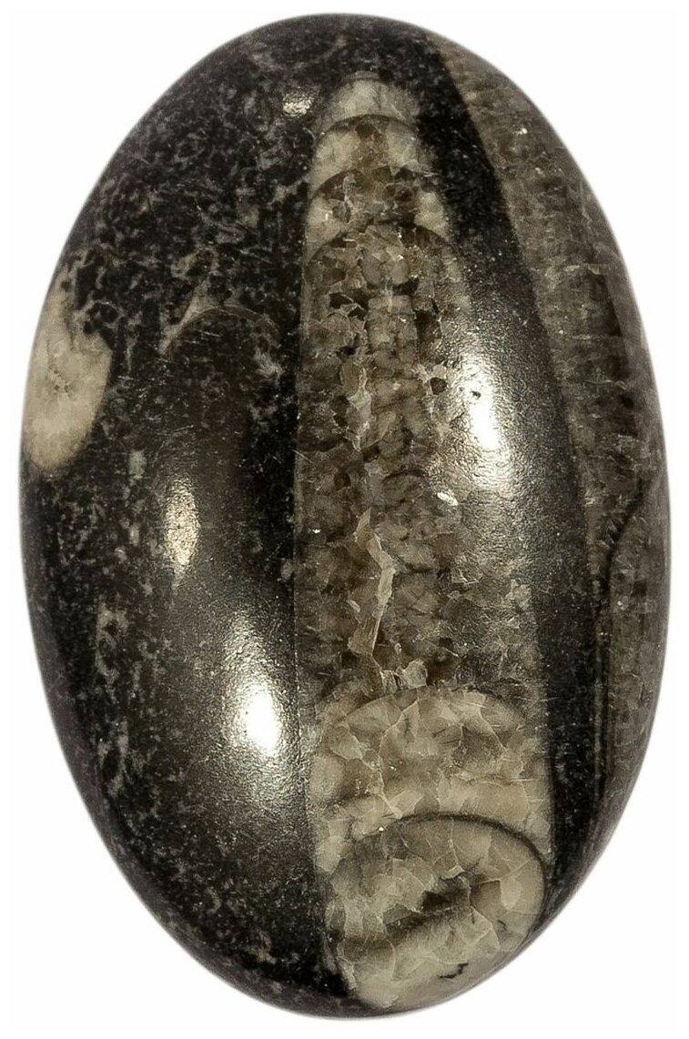 Кабошон Ортоцерас, природный, 42х27х6 мм, вес камня 11 грамм