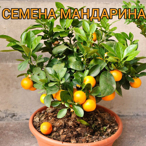 Мандарин комнатный, мини-мандарин для дома- семена 5шт
