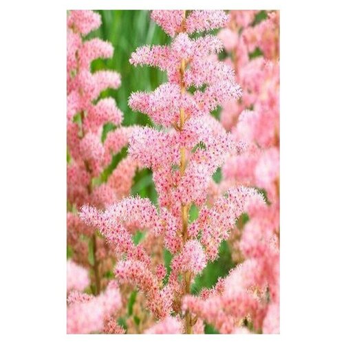 Многолетние цветы. Астильба китайская Глиттер энд Гламур