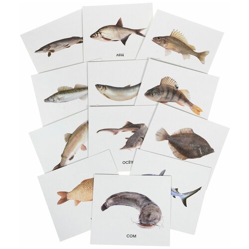 Улыбка Обучающие карточки Рыбы России