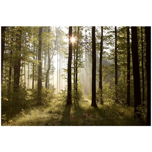 Фотообои Уютная стена Солнечный день в лесу 410х270 см Виниловые Бесшовные (единым полотном)