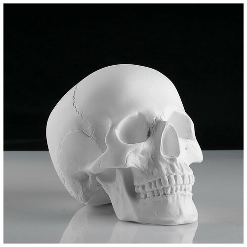 Гипсовая фигура анатомическая: череп анатомический, 14.5 х 22 х 16,5 см мастерская экорше гипсовая фигура анатомическая кисть анатомическая 26 5 х 16 5 х 7 см