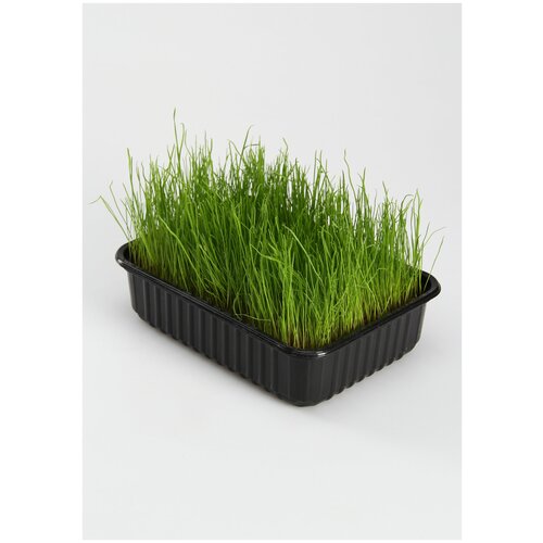 Набор для проращивания 