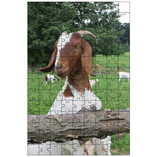 фото Магнитный пазл 27x18см."козел, рога, козья ферма" на холодильник lotsprints