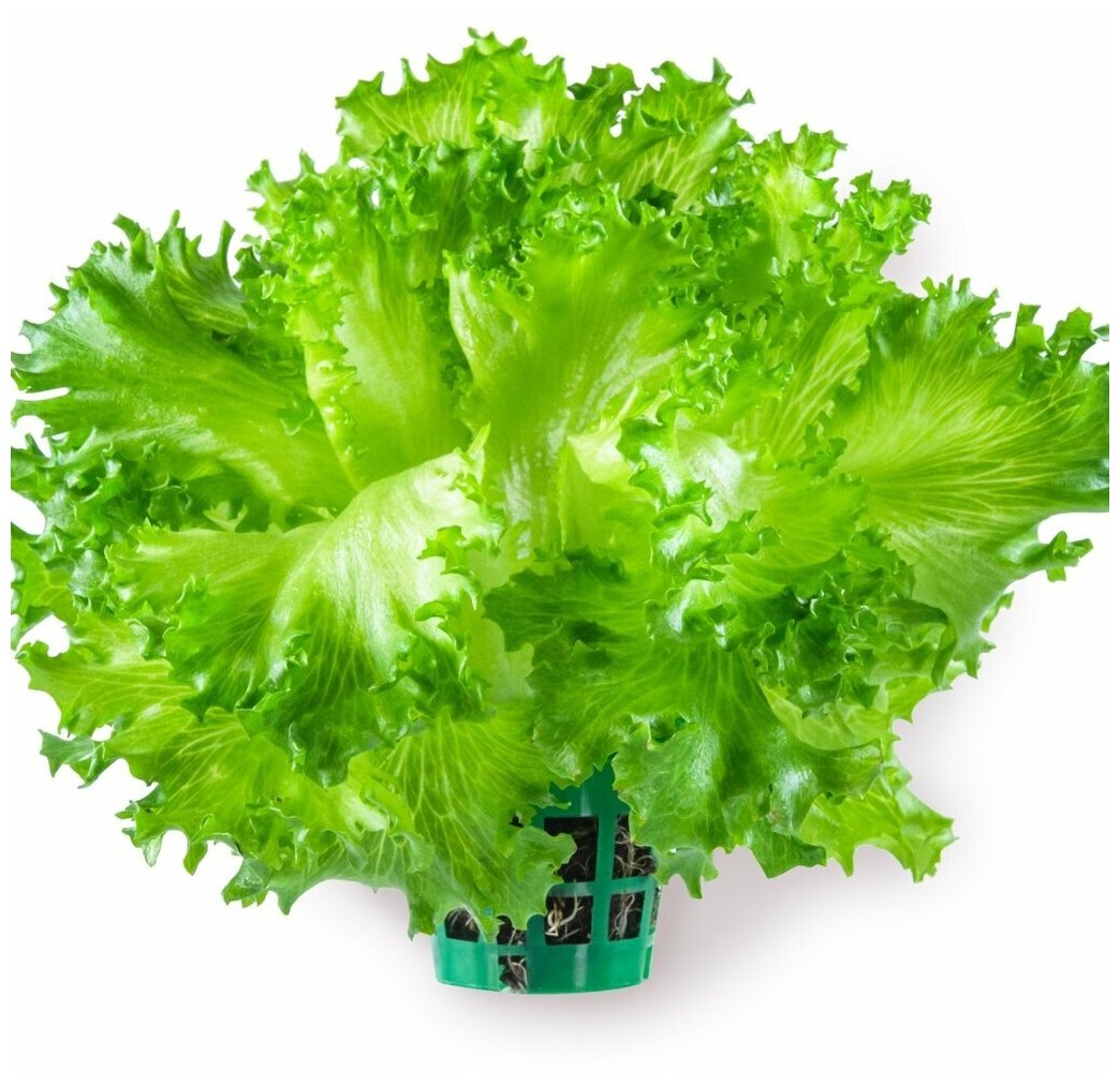 Горшок сетчатый для выращивания салата (салатный горшок, стаканчик сетчатый) зеленый, 10 шт. - фотография № 4