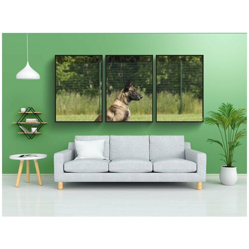 фото Набор модулных постеров для интерьера "бельгийская овчарка, малинуа, собака" 60x90 см. в тубусе, без рамки lotsprints