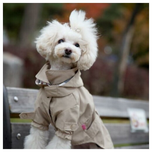 PINKAHOLIC Плащ для собак "Claris", бежевый, XL (Южная Корея) - фото №4