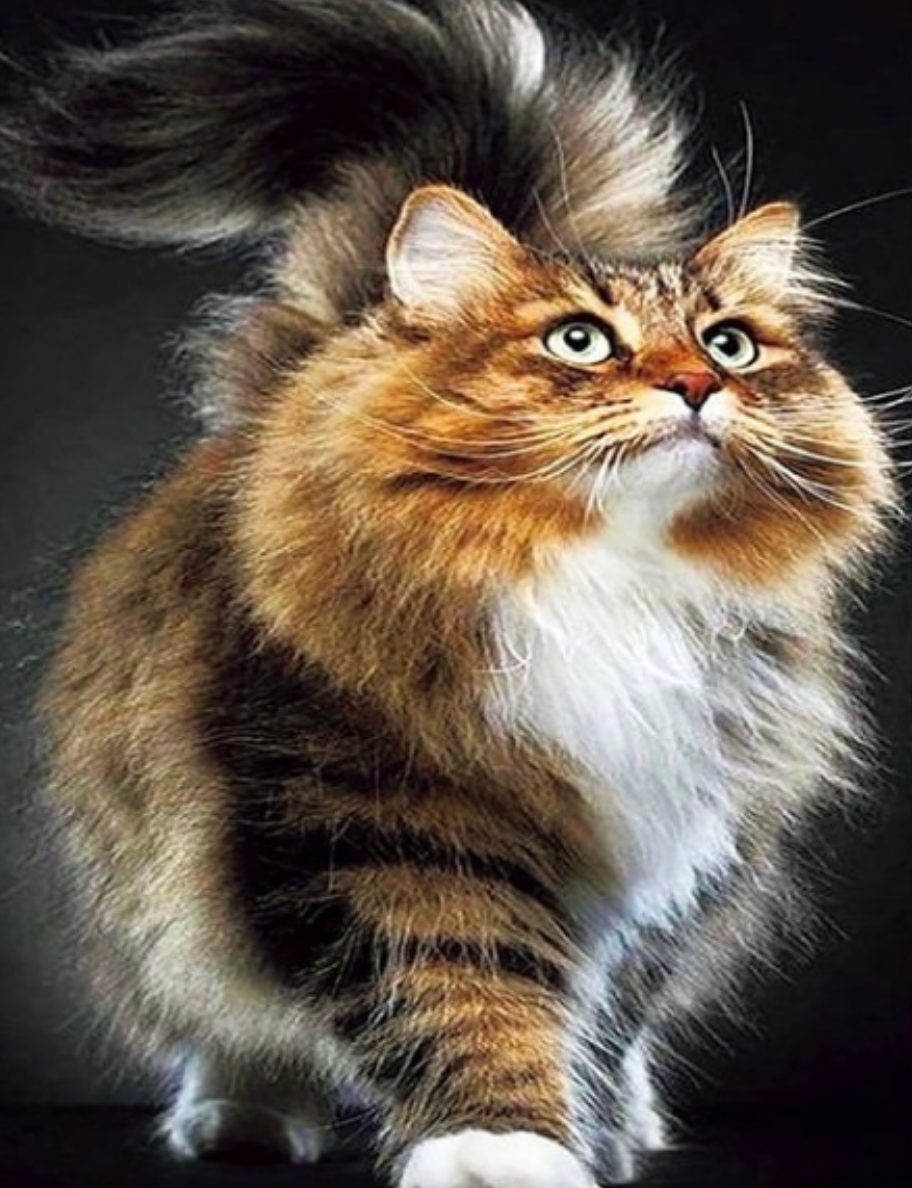 Алмазная мозаика котик/ Набор алмазной мозаики 40х50 см / На подрамнике / Полная выкладка / Котик