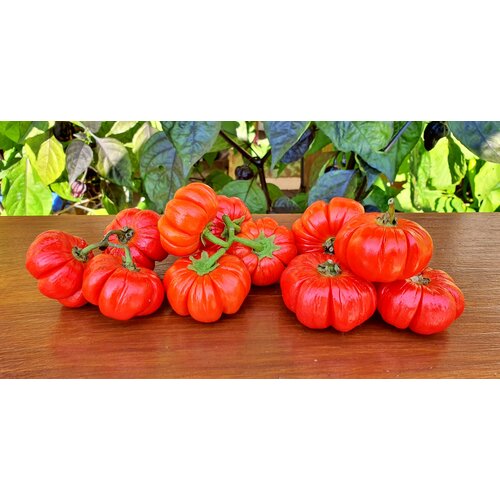 Баклажан эфиопский красный ребристый (лат. Solanum aethiopicum) Семена 5шт