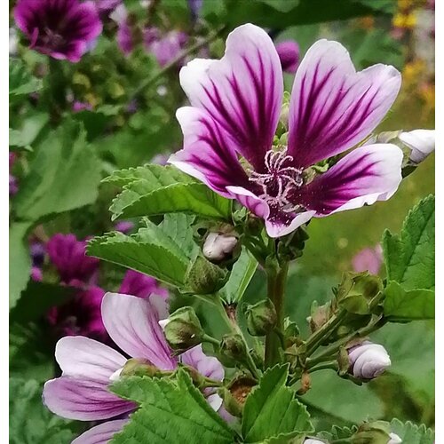 Мальва лесная (лат. Malva sylvestris) семена 7шт + подарочные семена